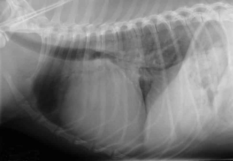 Dog Heart X Ray Vet Ipswich Caring For Local Pets Booval Vet