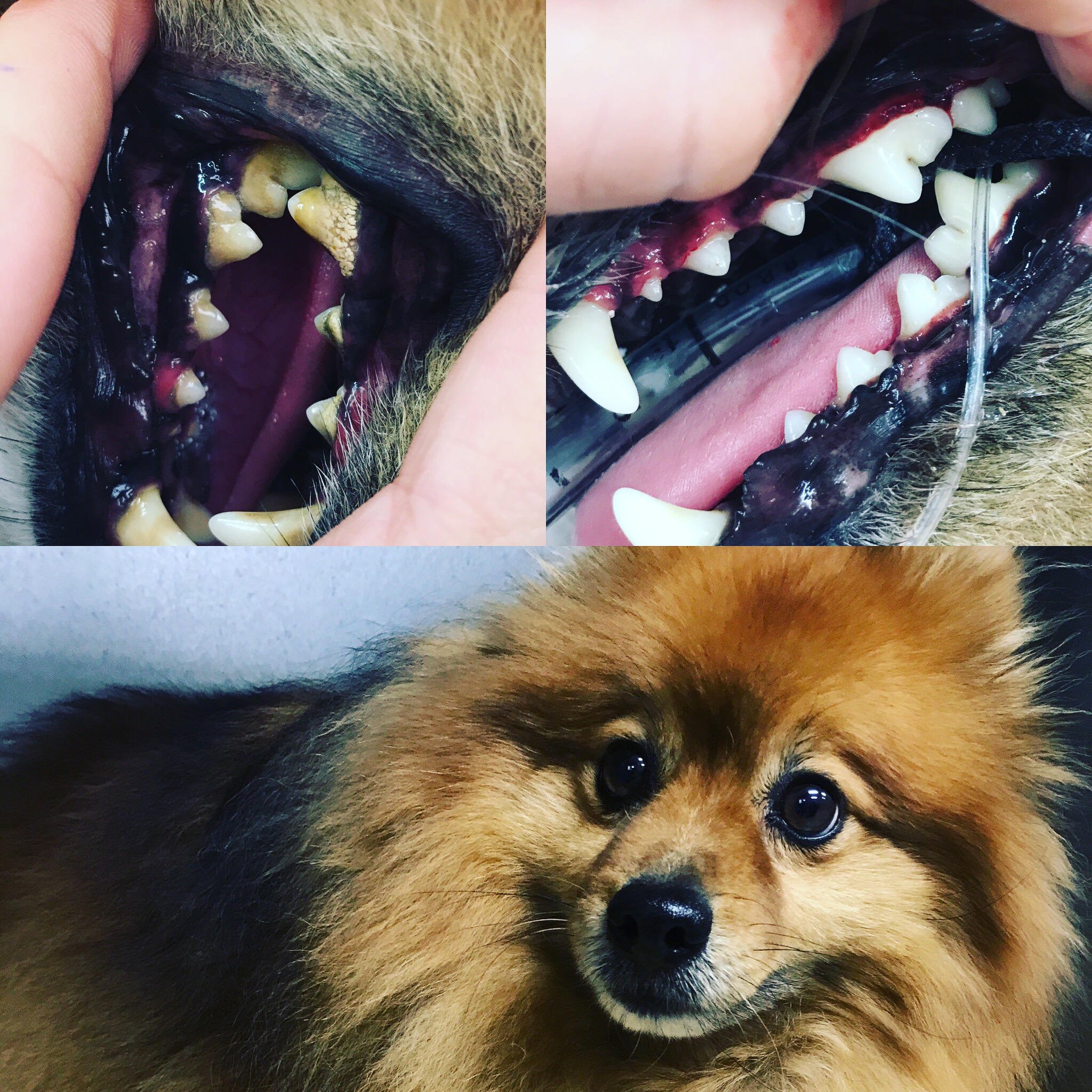 pomeranian bad teeth