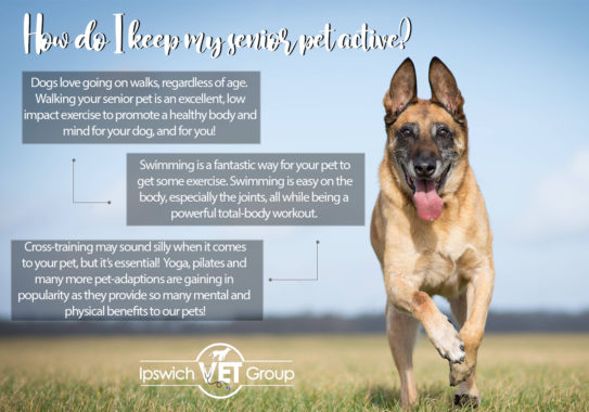 Golden Oldies—Improving Your Senior Dog's Daily Life - Vet in